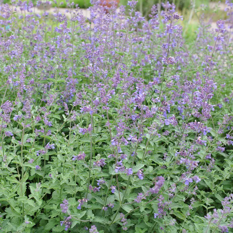 Catnip: a description of the plant where it grows