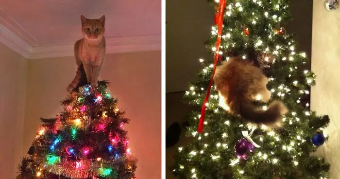 Cats against Christmas trees: 25 cutest attempts to destroy the New Year &#8211; photo