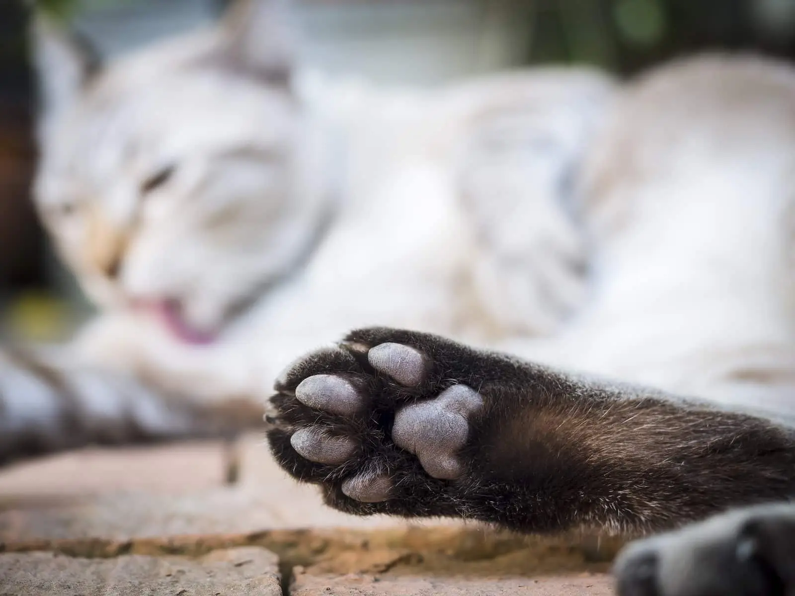 Cat&#8217;s paws: how to take care of them?