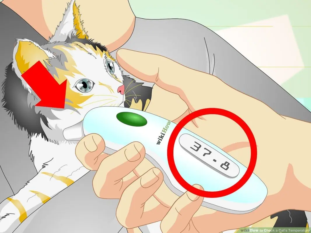 Cat&#8217;s temperature: how to take it?