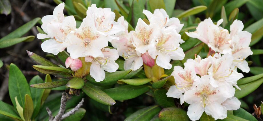 Caucasian rhododendron