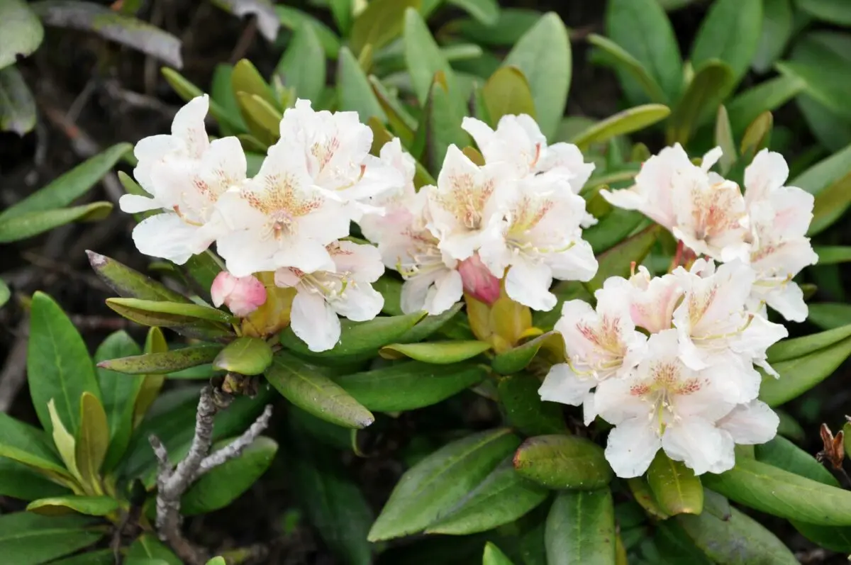 Caucasian rhododendron