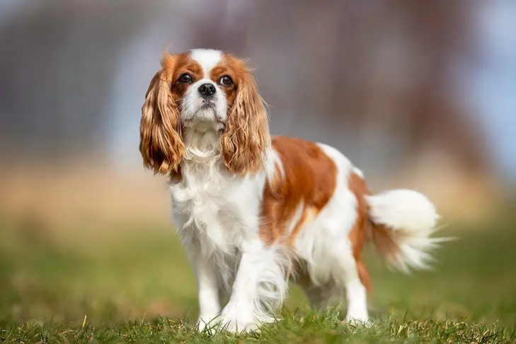 Cavalier king Charles