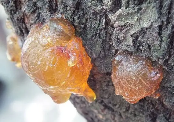 Cedar resin: medicinal properties. Video