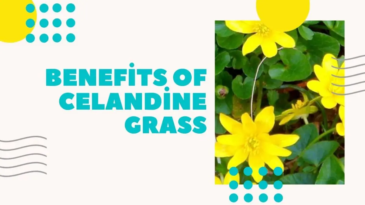 Celandine: useful properties, treatment. Video