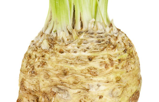 Celery root: growing, care