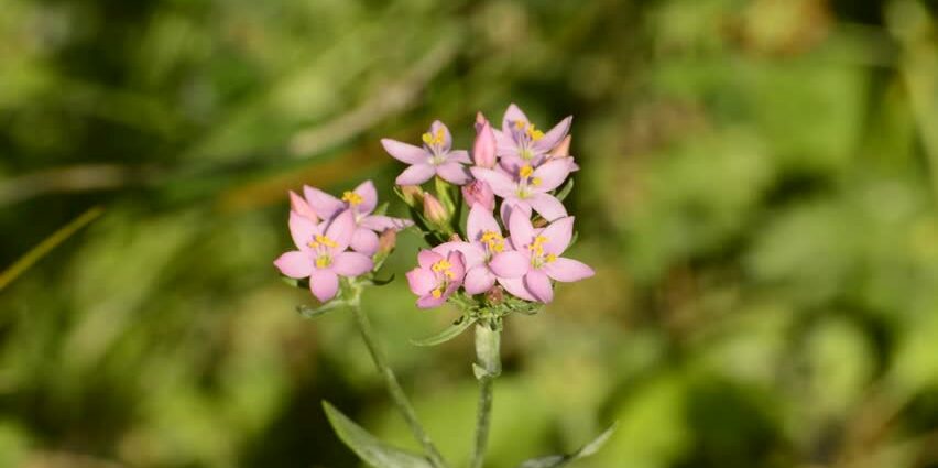 Centaury: medicinal properties. Video