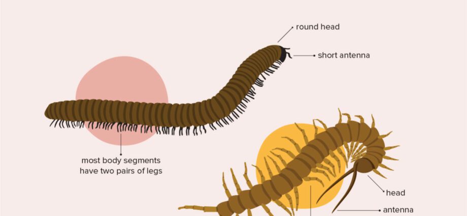 Centipede eller Centipede Bite: Vad ska man göra?