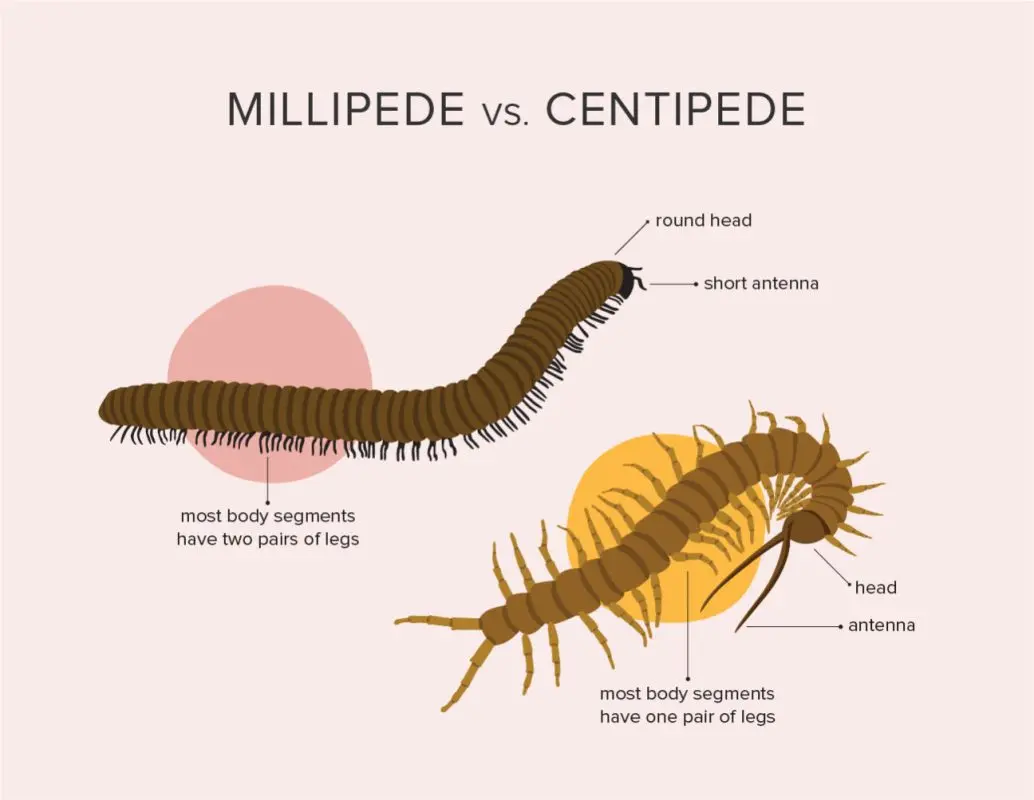 Centipede or centipede bite: what to do?