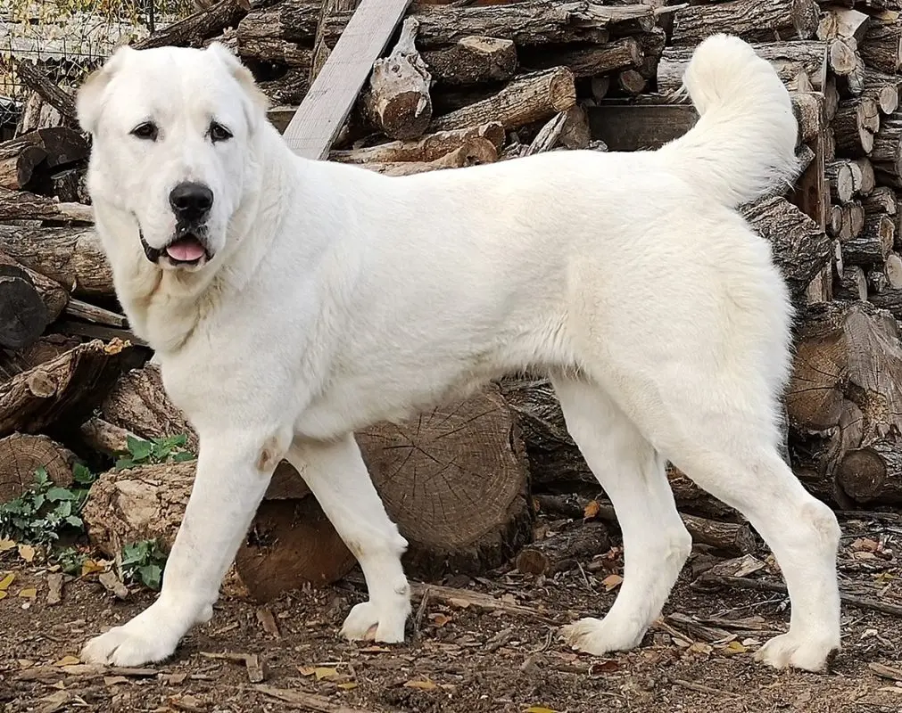 Central Asian Shepherd: all you need to know about his character