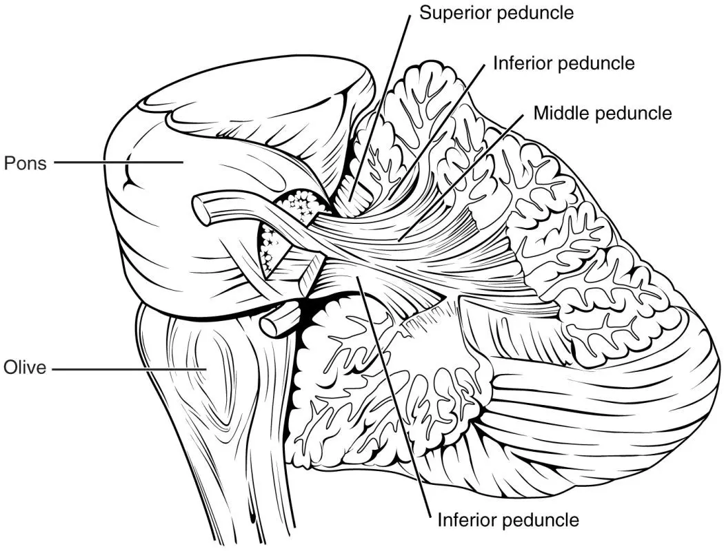 Cerebellar peduncles