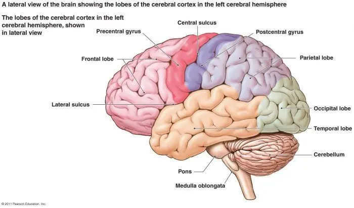 Cerebellum