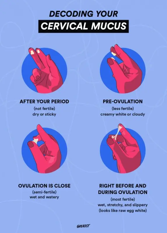 Cervical mucus: a clue of ovulation?