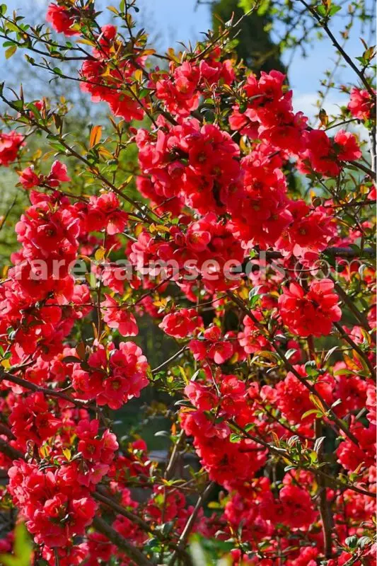 Chaenomeles: the beneficial properties of the Japanese quince. Video