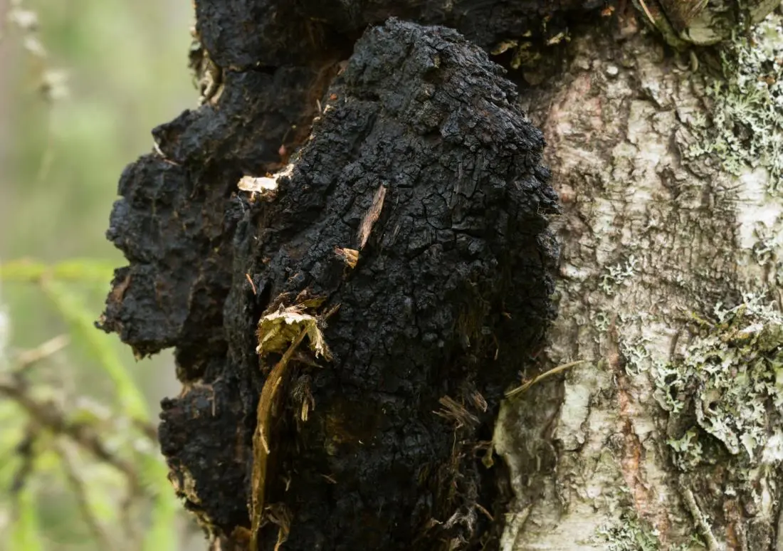 Chaga and wild garlic mushroom: beneficial properties. Video