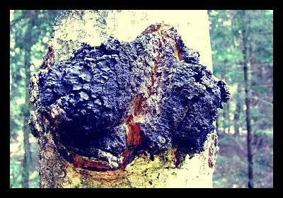 Chaga mushroom can cure immunodeficiency virus (HIV)