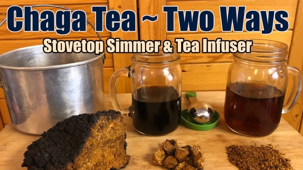 Chaga mushroom: how to brew a decoction? Video