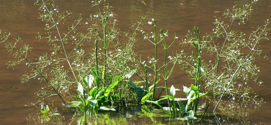 Chastuha: description of the grass