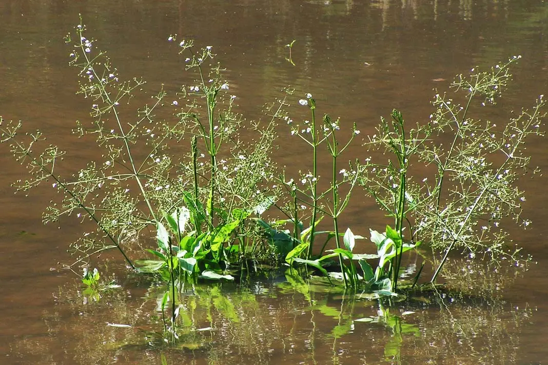 Chastuha: description of the grass