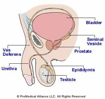 Cheek and done: why vasectomy is considered one of the easiest and most effective types of male contraception