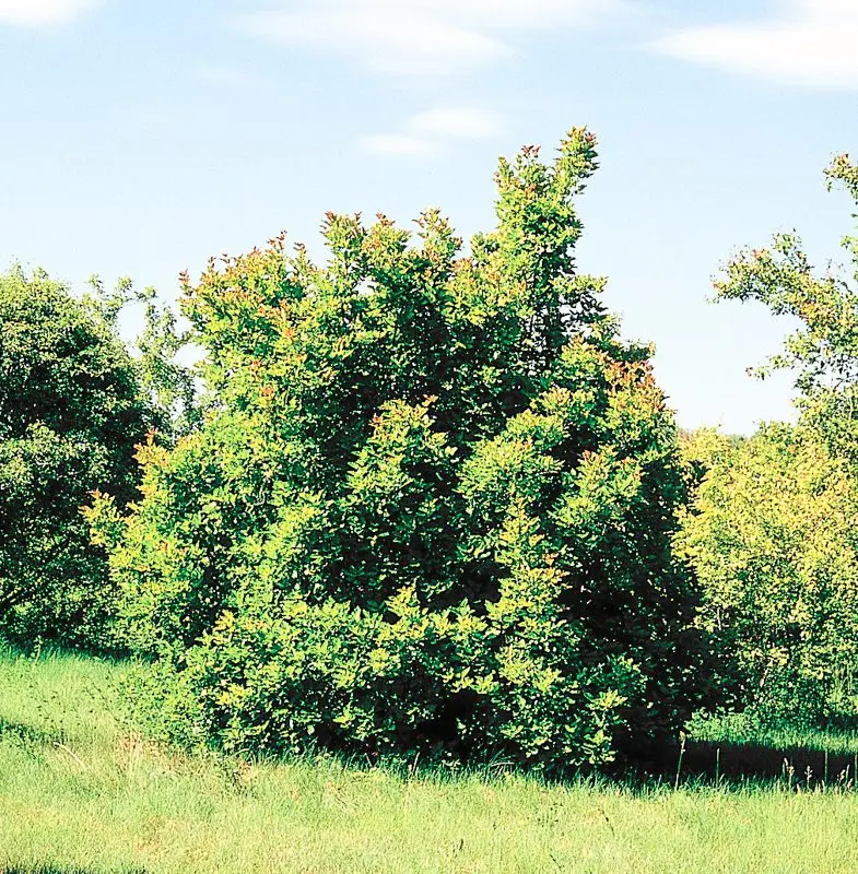 Chernoklen tree description