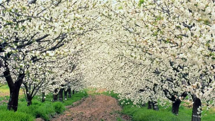 Cherry Blossom Festival in the Jerte Valley