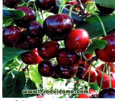 Cherry duke: description, varieties