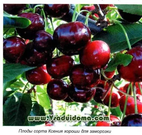 Cherry duke: description, varieties