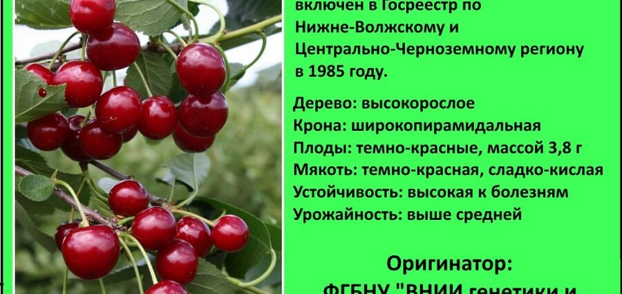 Cherry Leningradskaya: description of the variety