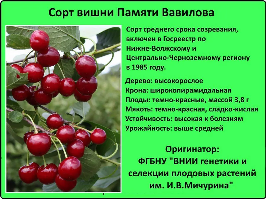 Cherry Leningradskaya: description of the variety