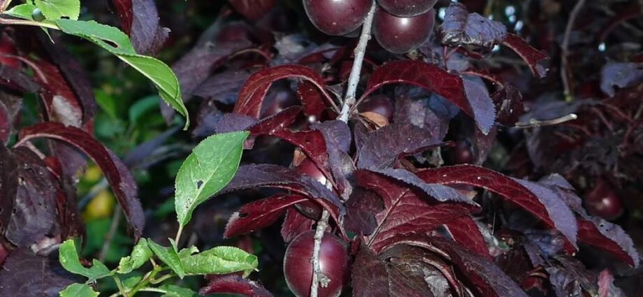 Cherry plum: cherry plum variety