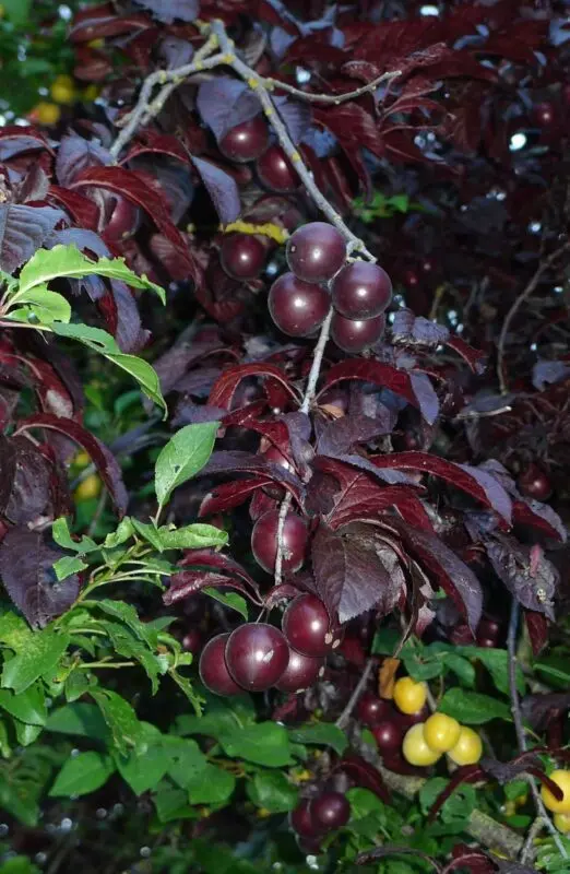 Cherry plum: cherry plum variety