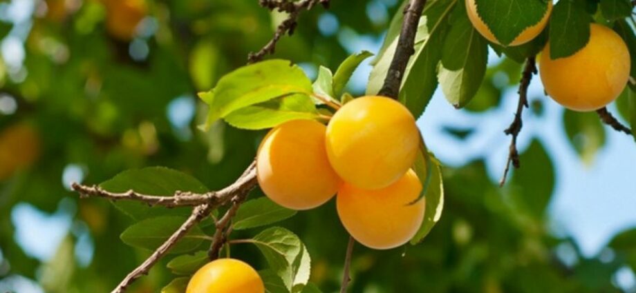 Cherry plum yellow: varieties, description