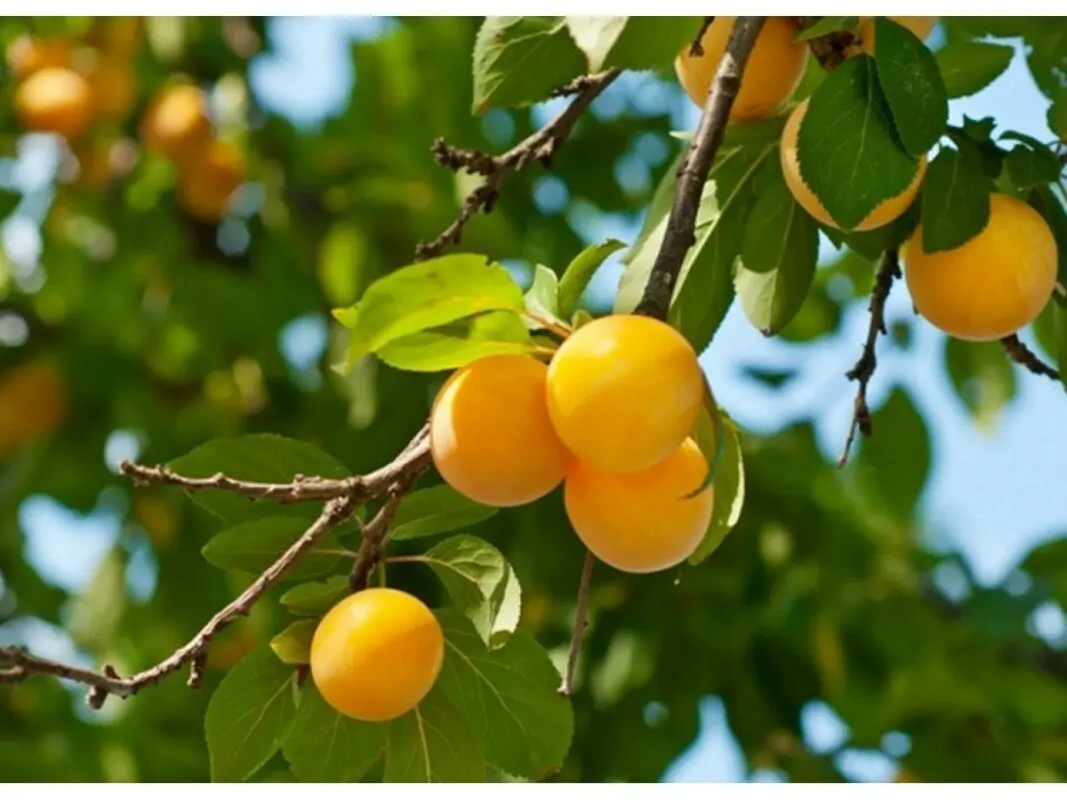 Cherry plum columnar: varieties