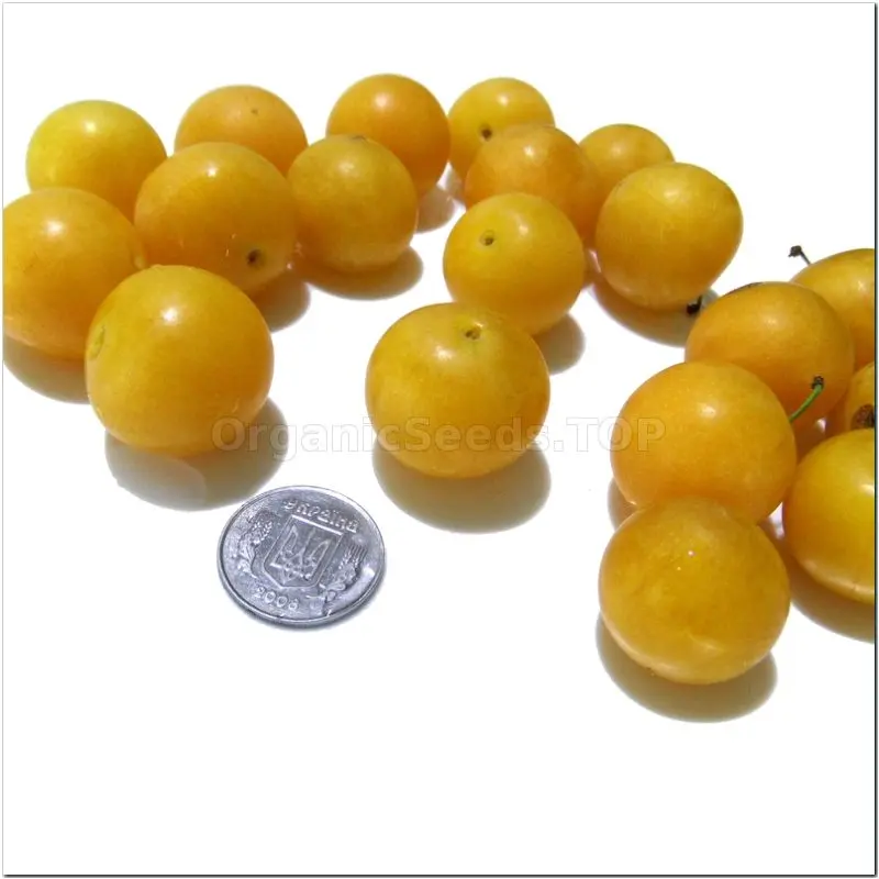 Cherry plum gift to St. Petersburg: description of the variety