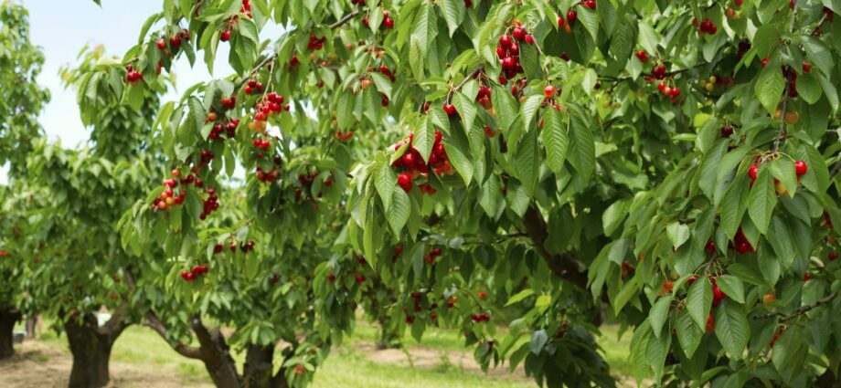 Cherry: variety description and planting