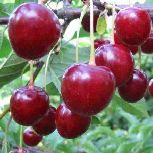 Cherry variety Turgenevka: description