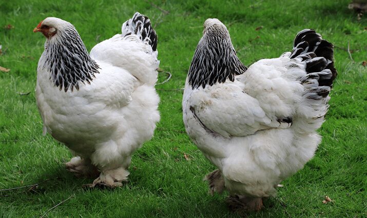 Chickens of the Brama breed: photo and description