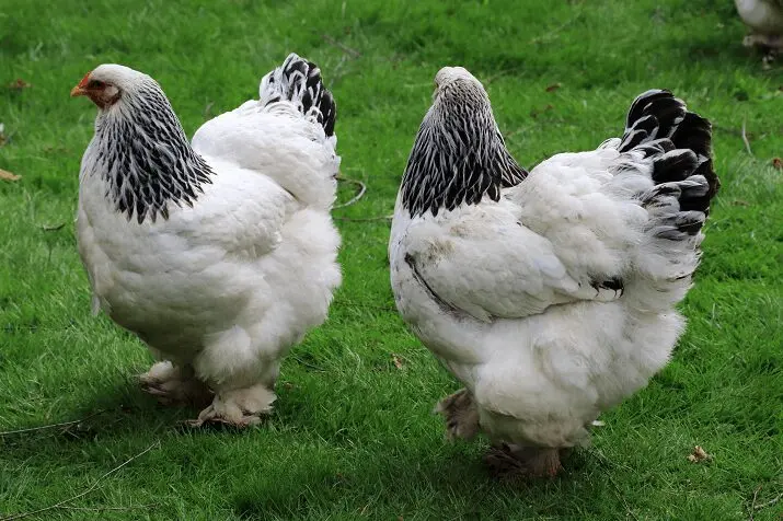 Chickens of the Brama breed: photo and description