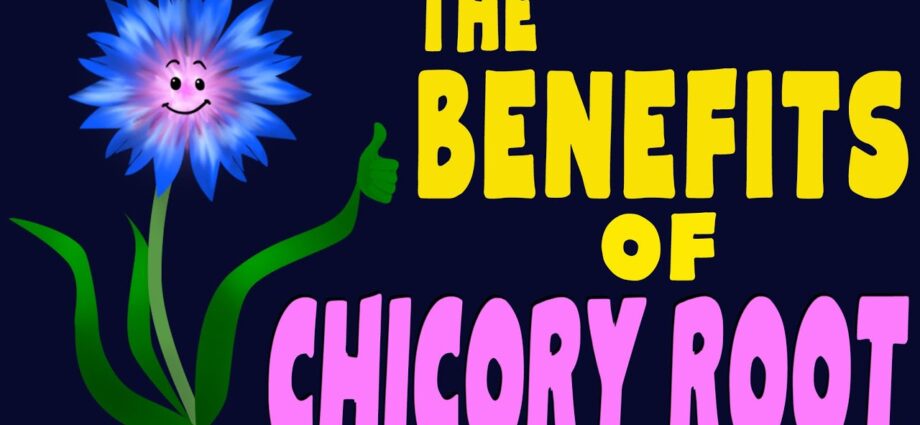 Chicory: benefits, harms, properties and contraindications. Video