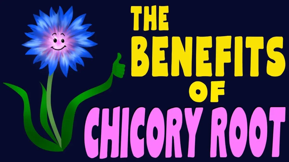 Chicory: benefits, harms, properties and contraindications. Video