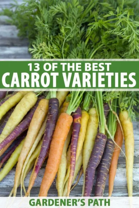 Children&#8217;s carrots: variety description