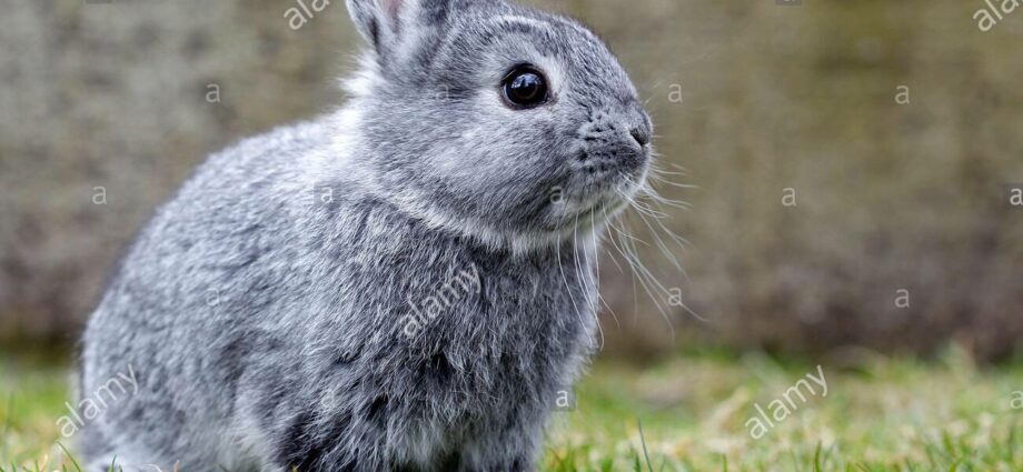 Conejos chinchilla: foto