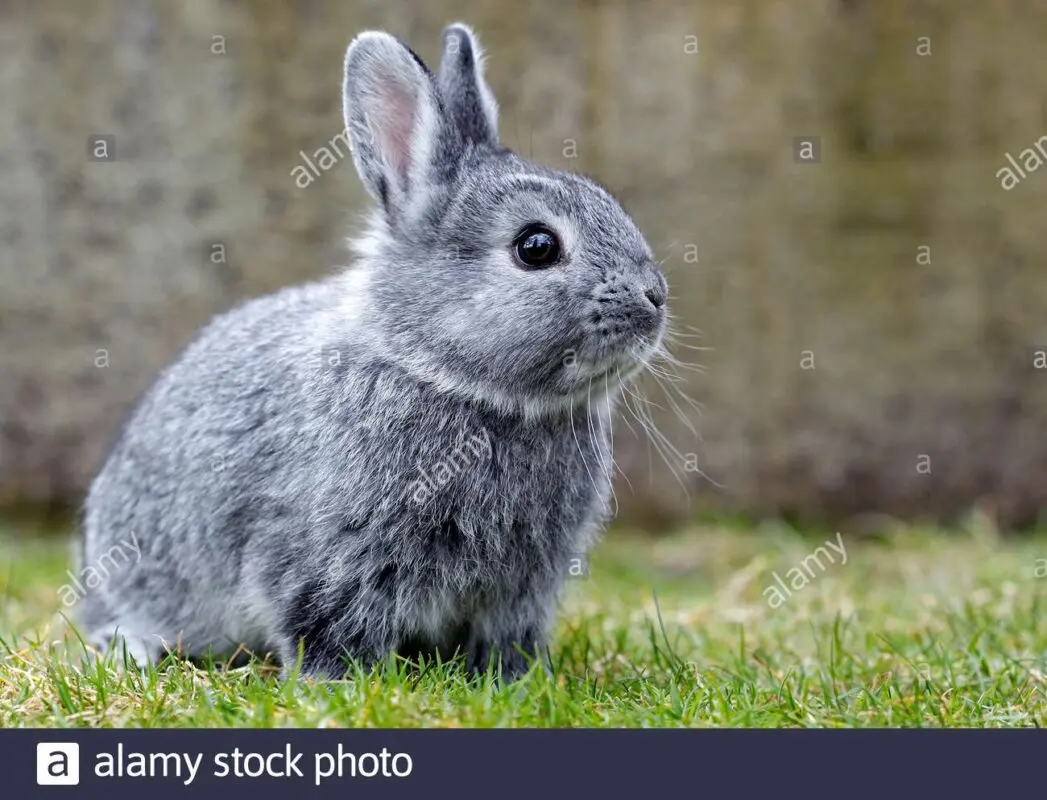 Chinchilla rabbits: photo