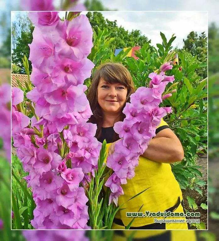 Chinese gladiolus: landing, care