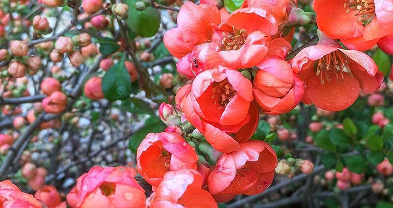 Chinese quince: planting and care