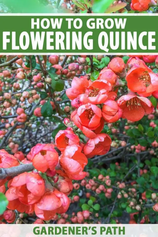 Chinese quince: planting and care