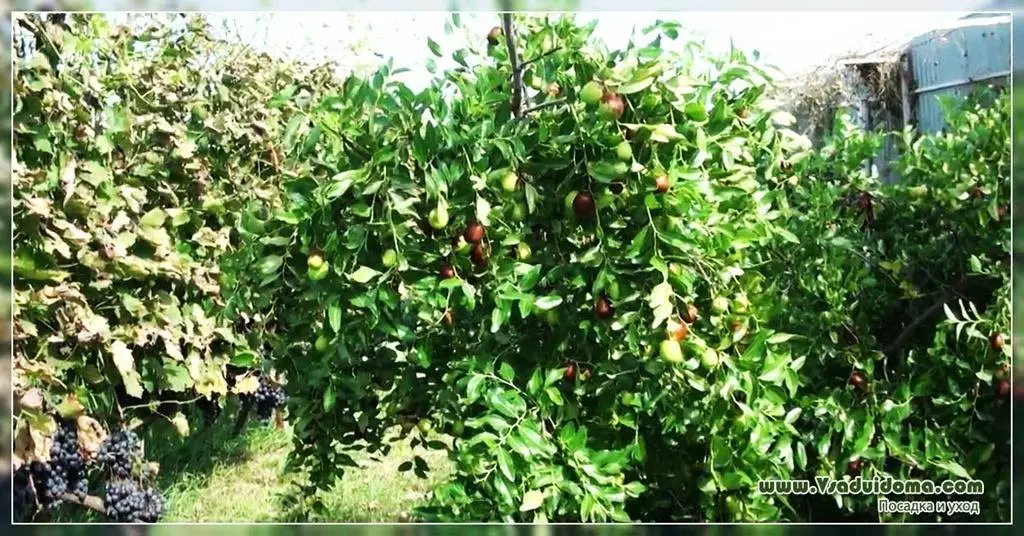 Chinese unabi tree: planting care