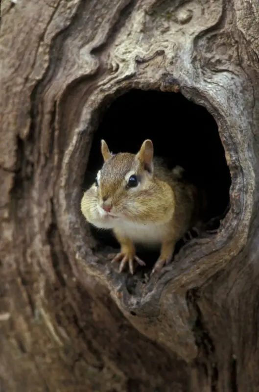Chipmunk at home: how many lives