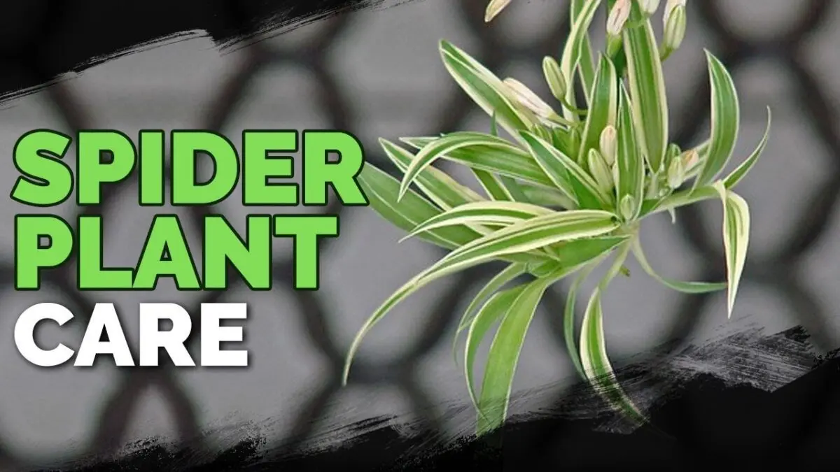 Chlorophytum: care and beneficial properties. Video
